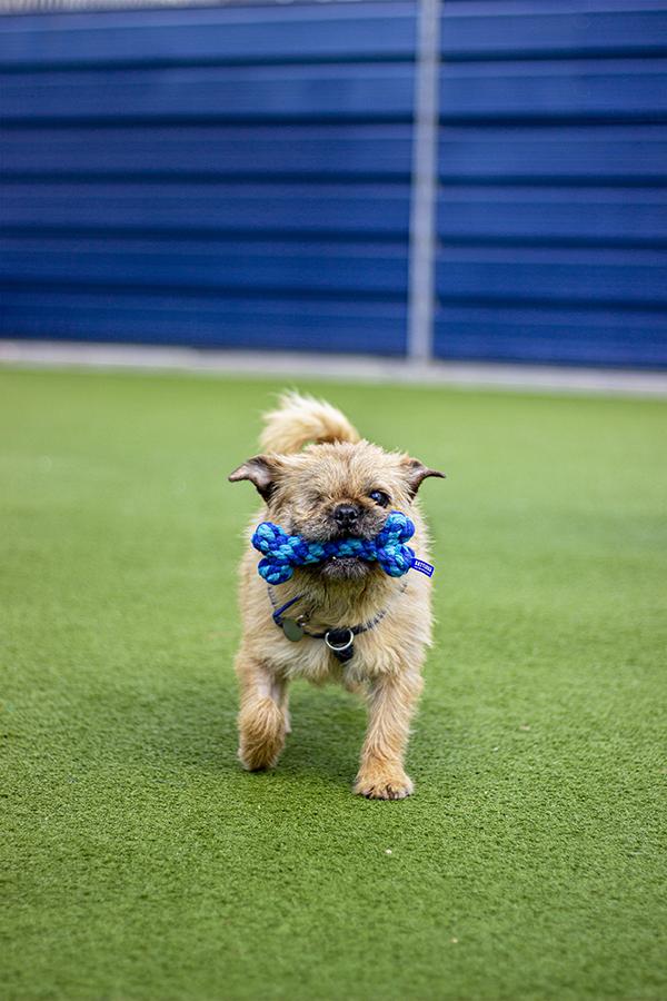 Rosewood Battersea Rope Bone lifestyle product image