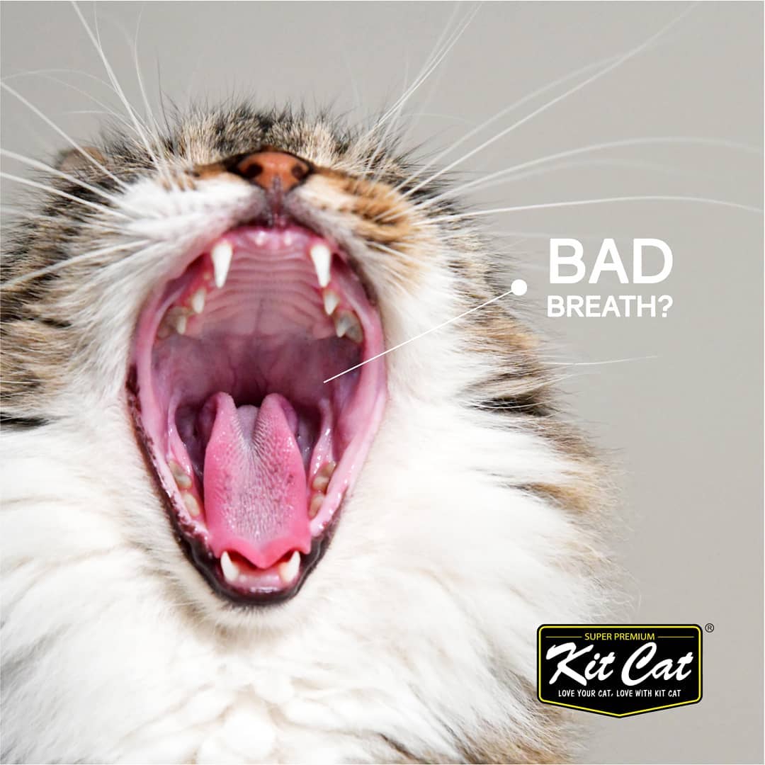 Kit Cat BreathBites 60g
