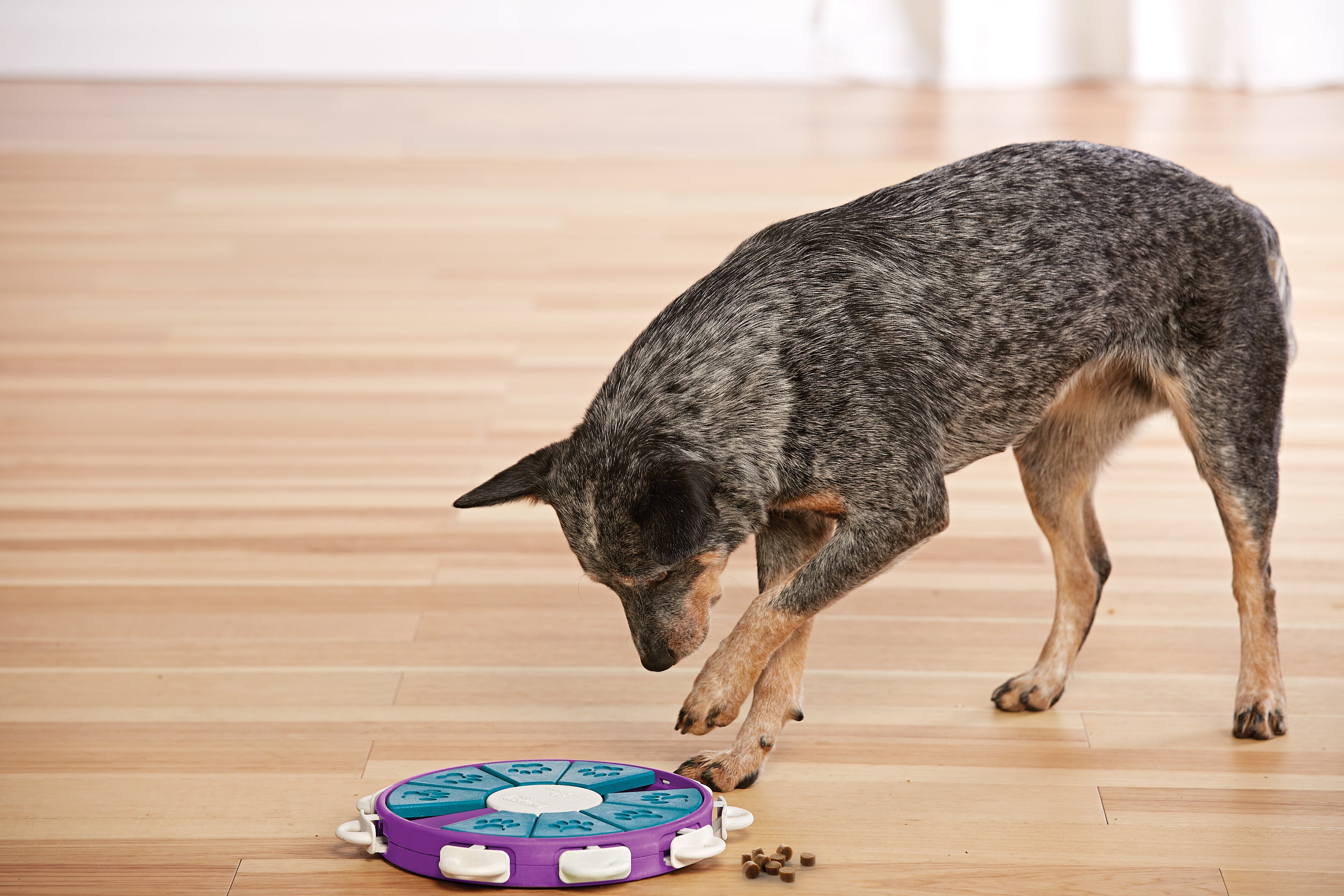 Nina Ottosson Dog Twister