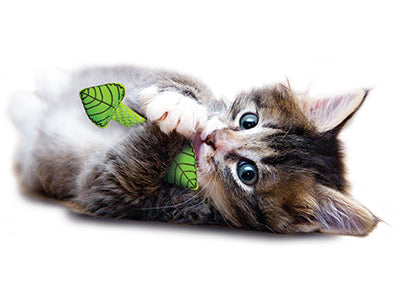 Catstages Fresh Breath Mint Stick