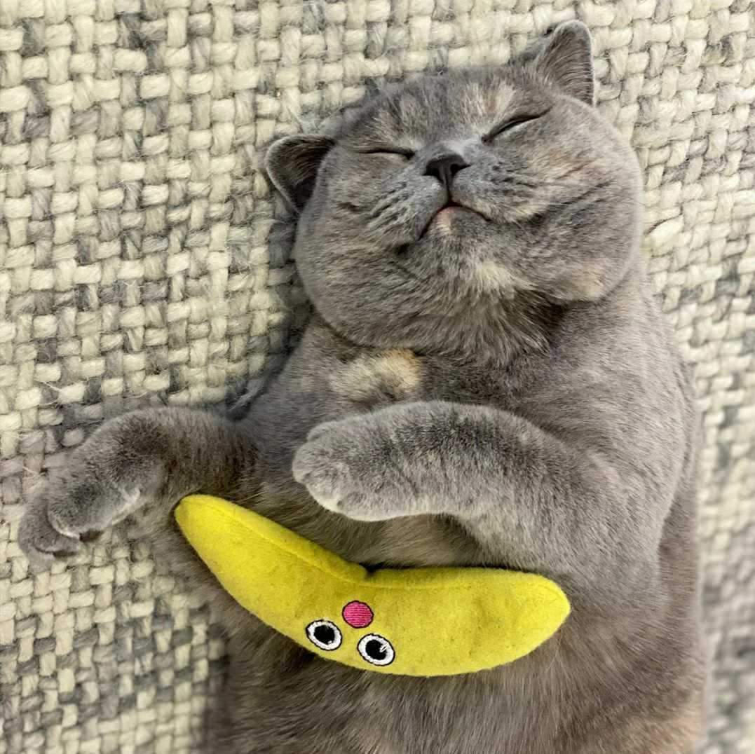 Catstages Dental Banana